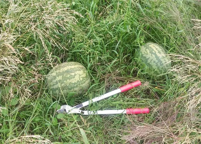 Da Natalino Farma