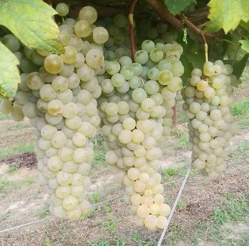 Da Natalino Farma Ceggia