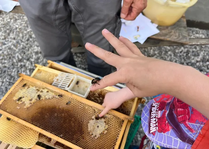 Farma Da Natalino *