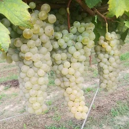 Da Natalino Farmház Ceggia